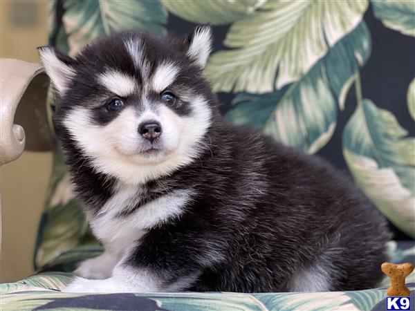 Puppy Pomsky Picture 3